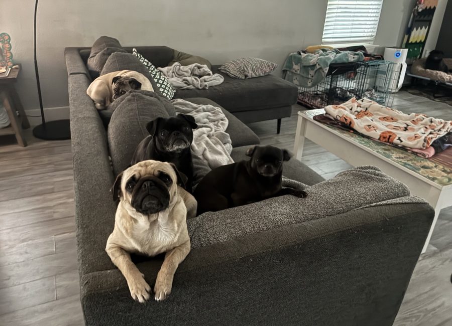 Four pugs lounging together on the couch during a day sitting