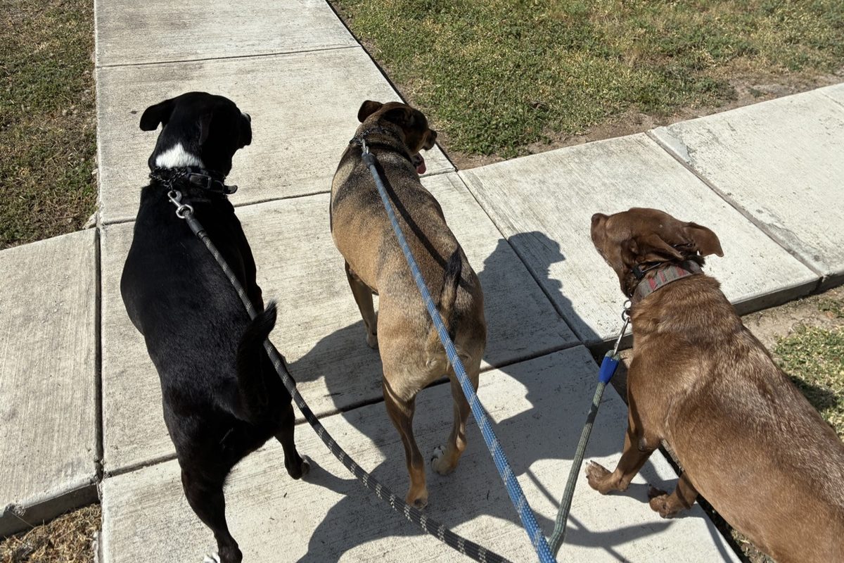 Awoo Crew sitter walking three happy dogs on leashes