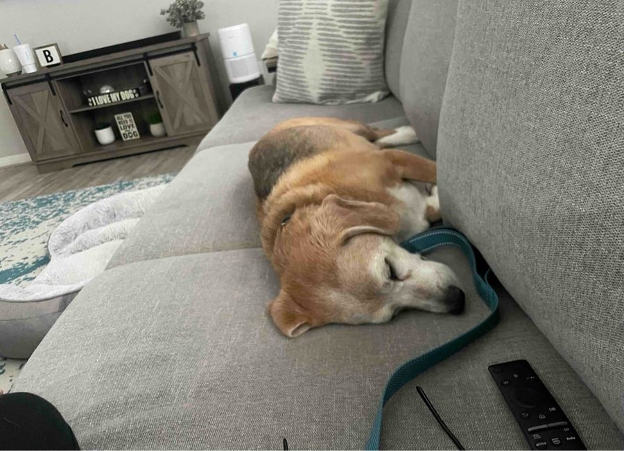 Beagle sleeping cozily on the couch during an overnight stay