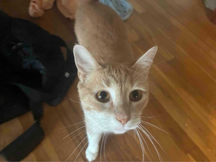 One of Corey's cats