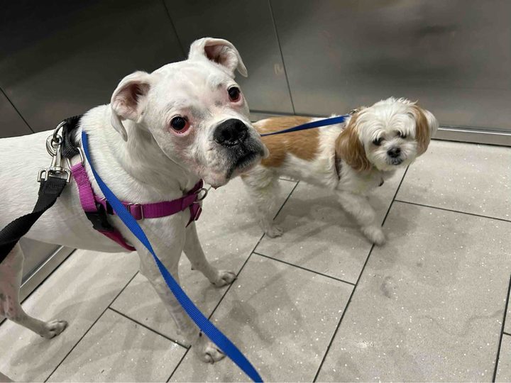 Jessica's dogs