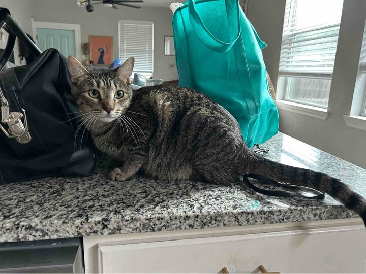 One of Kayla's cats