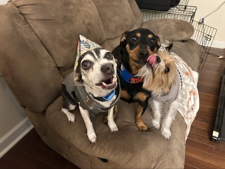 Michelle's three dogs