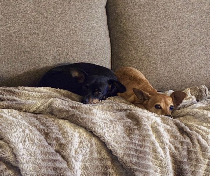 Michelle's two dogs snuggled on the couch