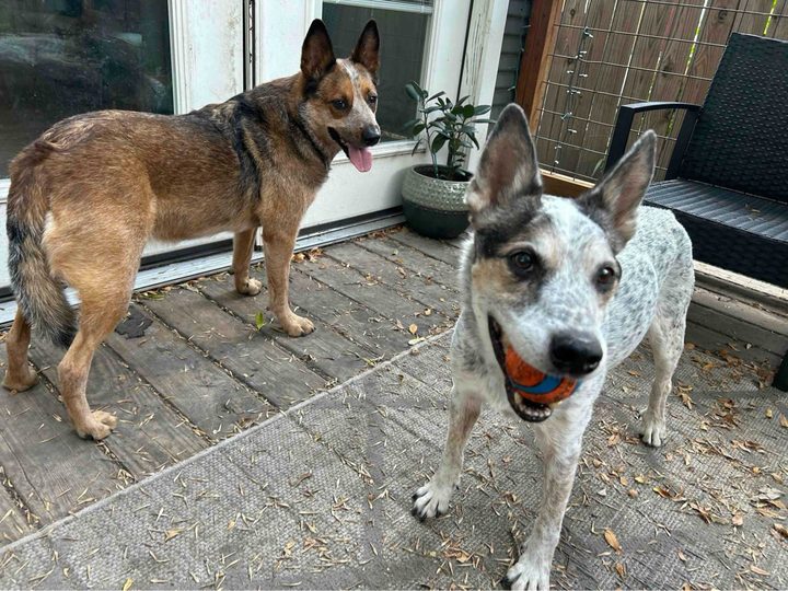 Tiffany's cattle dogs